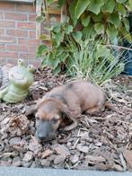 Langharige teckel pups, België, Fokker | Hobbymatig, CDV (hondenziekte), 8 tot 15 weken
