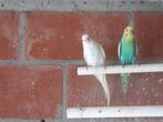 Grasparkieten, Dieren en Toebehoren, Vogels | Parkieten en Papegaaien, Meerdere dieren, Parkiet