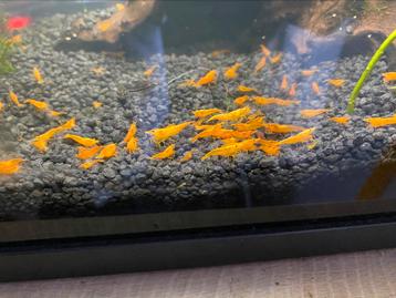 Neocaridina orange garnaal (high grade) beschikbaar voor biedingen