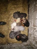 Broedeieren Cochin, Dieren en Toebehoren, Kip