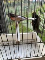 Kanarie harlekijn man 2025, Dieren en Toebehoren, Mannelijk, Kleurkanarie