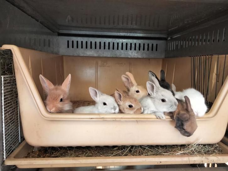 Heel mooie dwergkonijntjes, Dieren en Toebehoren, Knaagdieren, Meerdere dieren, November