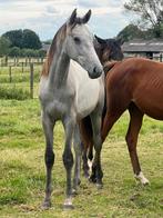 Jaarling hengstjes, Dieren en Toebehoren, Paarden, Hengst, Z