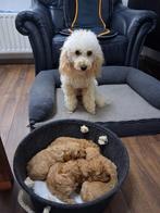Poedel puppy's, Dieren en Toebehoren, Poedel, België, Fokker | Hobbymatig, 8 tot 15 weken