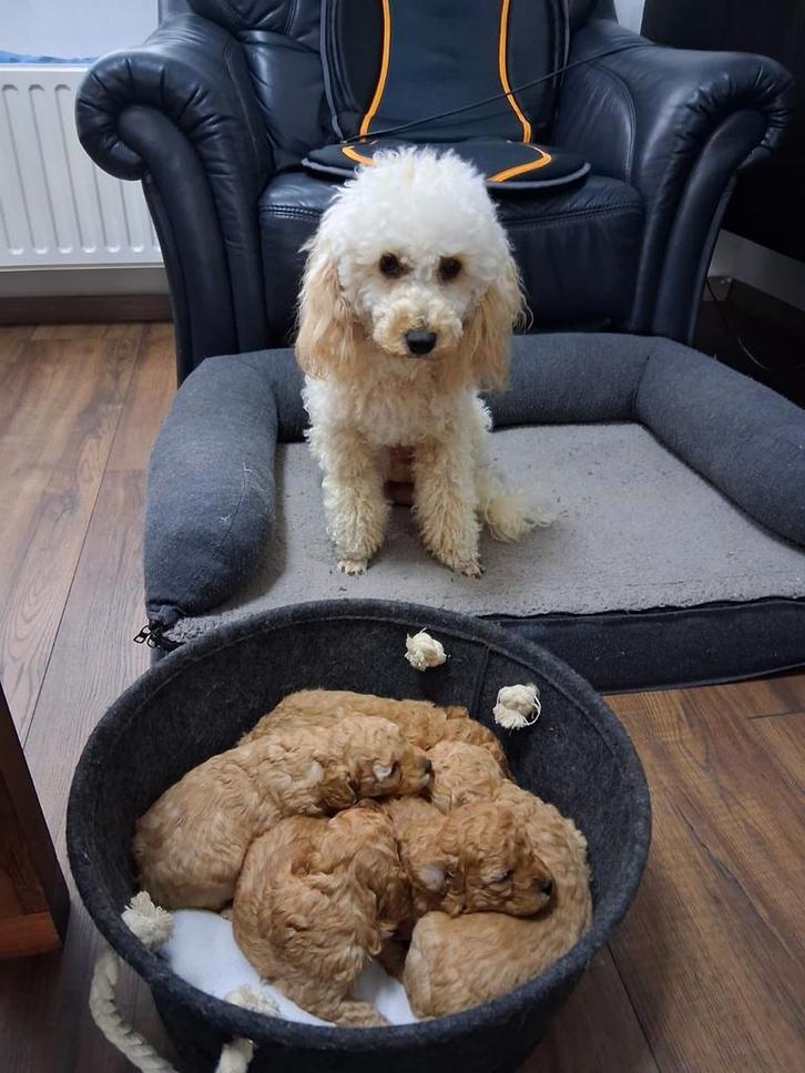 Poedel puppy's, Dieren en Toebehoren, Honden | Chihuahua's en Gezelschapshonden, Meerdere dieren, Poedel, Fokker | Hobbymatig