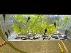 Jeunes poissons Ancistrus, Animaux & Accessoires, Poissons | Poissons d'aquarium, Poisson, Poisson d'eau douce