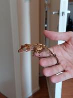 wimpergekko ongesext, Dieren en Toebehoren, Reptielen en Amfibieën