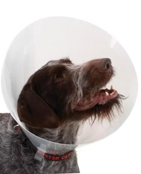 Buster hondenhalsband voor grote honden., Dieren en Toebehoren, Honden-accessoires, Nieuw, Ophalen of Verzenden