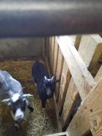 dwerggeitjes, Mâle, Chèvre, 0 à 2 ans
