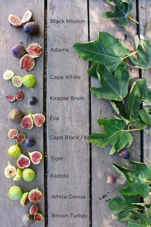 Vijgen, deze vruchten zijn heerlijk, zoet en super gezond, Jardin & Terrasse, Plantes | Jardin, Plante fixe, Plantes fruitières