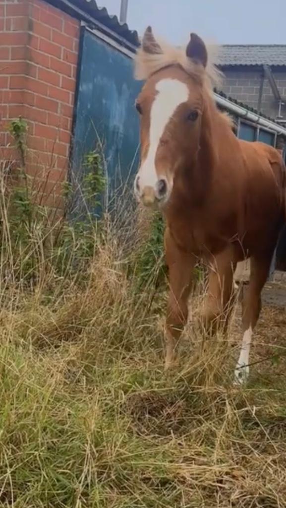 Veulen haflinger, Dieren en Toebehoren, Pony's, Hengst