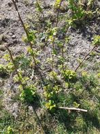 Framboos plantgoed, Tuin en Terras, Ophalen of Verzenden