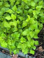 Jonge hibiscus scheuten., Tuin en Terras, Ophalen, Overige soorten, Struik, 100 tot 250 cm