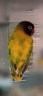 Vrouwelijke agapornis, Dieren en Toebehoren, Vrouwelijk, Dwergpapegaai of Agapornis