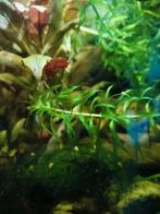Elodea densa waterpest (zuurstof) stekken