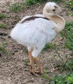 Witte nandoe kuikens, Dieren en Toebehoren, Geslacht onbekend