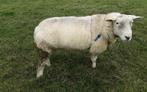 Mooie Franse Texel dekram te koop., Dieren en Toebehoren, Schapen, Geiten en Varkens, Mannelijk, Schaap, 0 tot 2 jaar