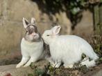 Koppel dwerg konijnen - voedsters, Dieren en Toebehoren, Konijnen, Dwerg, Vrouwelijk, 0 tot 2 jaar
