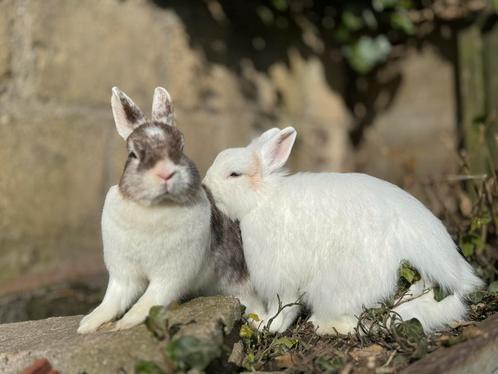 Koppel dwerg konijnen - voedsters, Animaux & Accessoires, Lapins, Nain, Femelle, 0 à 2 ans