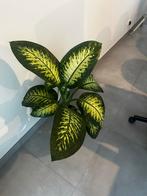 Dieffenbachia seguine ( dumbcane), Huis en Inrichting, Ophalen