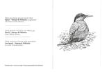 Bpost : gravure Noordse Stern 2013 - A. Buzin, Timbres & Monnaies, Timbres | Timbres thématiques, Animal et Nature, Enlèvement ou Envoi