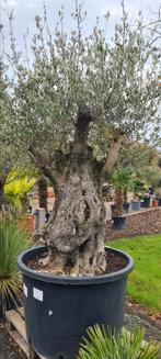 Olijfboom Olea Europaea Bonsai, Tuin en Terras, Ophalen, Olijfboom