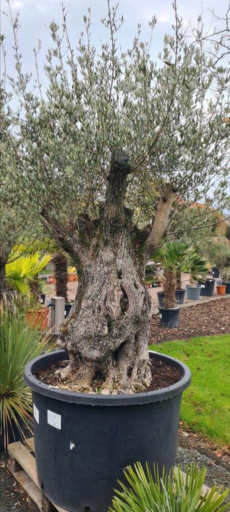 Olijfboom Olea Europaea Bonsai, Tuin en Terras, Planten | Bomen, Olijfboom, Ophalen