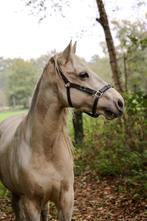 Verzorg(st)er gezocht – lieve D-pony, Dieren en Toebehoren, M