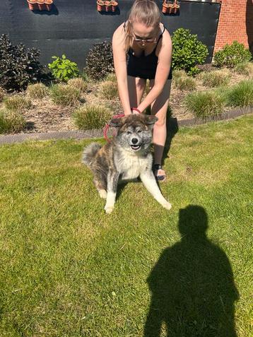 Akita, Dieren en Toebehoren, Honden | Poolhonden, Keeshonden en Oertypen, België, Fokker | Hobbymatig, 1 tot 2 jaar, Poolhond