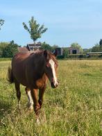 Franches Montagnes - Freiberger, Hongre, Cheval de récréation, Vermifugé, 0 à 2 ans