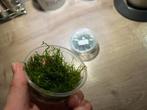 mousse de java, Dieren en Toebehoren, Ophalen of Verzenden, Nieuw, Plant(en), Steen of Hout