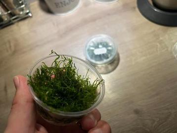 mousse de java beschikbaar voor biedingen