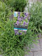Lavendel Hidcote., Tuin en Terras, Planten | Tuinplanten, Ophalen