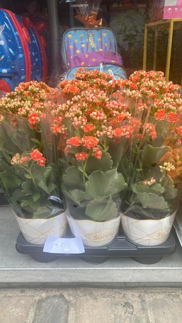 Kalanchoe volcanic hoogte 40 cm 5€ beschikbaar voor biedingen