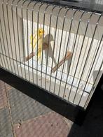 Kanarie geel mozaiek, Dieren en Toebehoren, Vogels | Kanaries, Mannelijk, Kleurkanarie