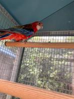 Prijsje: ZEER MOOIE ROZELLA S NU 75 EURO/VOGEL, Meerdere dieren, Parkiet