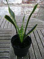 Sanseveria, Overige soorten, Ophalen of Verzenden, In pot, Minder dan 100 cm