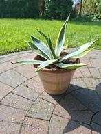 Agave americana variegata, Ophalen of Verzenden