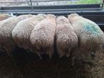 8 jonge zwiter-texel ooien te koop., Dieren en Toebehoren, Schapen, Geiten en Varkens