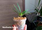 Japanse Orchidee Neofinetia falcata * Botanische soort, Ophalen of Verzenden