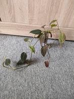 philodendron micans te koop, Ophalen