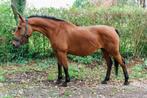 Lieve 12 jarige springmerrie 1m69, Dieren en Toebehoren, Paarden, Merrie, Gechipt, L, 11 jaar of ouder