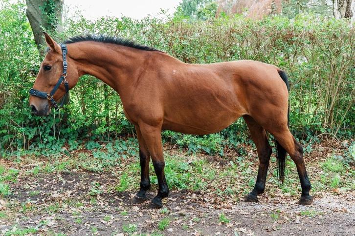 Lieve 12 jarige springmerrie 1m69, Dieren en Toebehoren, Paarden, Merrie, L, 165 tot 170 cm, 11 jaar of ouder, Recreatiepaard