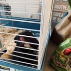 Syrische hamster te koop met kooi en toebehoren, Mannelijk, Hamster, Tam