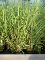 Panicum virgatum 'Northwind', Siergras
