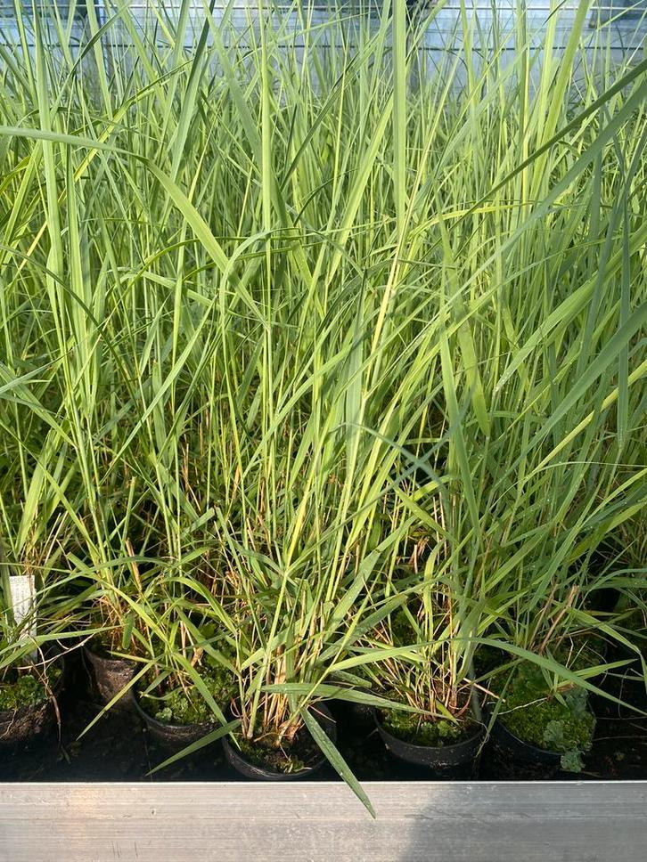 Panicum virgatum 'Northwind', Siergras, Tuin en Terras, Planten | Tuinplanten, Siergrassen, Herfst, Ophalen