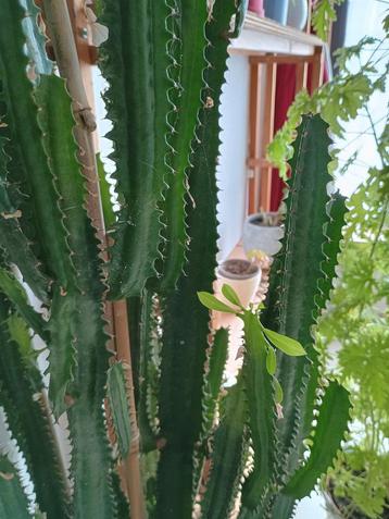 Cactus en bonne santé de 1m60 de haut