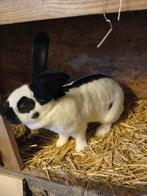 Pur géant papillon français type Expo, Animaux & Accessoires, Femelle