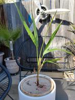 Adonidia merrillii palmboom  Palmboom, Huis en Inrichting, Kamerplanten, Palm, Ophalen of Verzenden