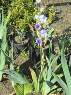 blauw/paarse en gele iris voor in de tuin of in de vijver, Tuin en Terras, Planten | Tuinplanten, Halfschaduw, Vaste plant, Lente